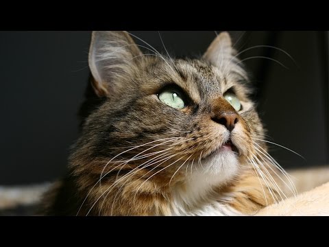 "Wild About Hank" Movie Trailer