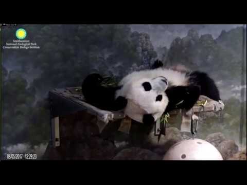 2017.08.05 Bei Bei ready to bed & wake up from nap