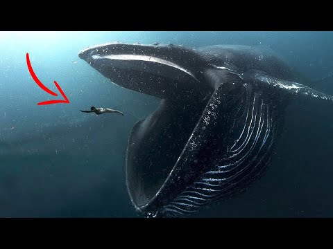 TOP 8 LEGVESZÉLYESEBB ÓCEÁNI ÁLLAT, AMIKET JOBB MINDENÁRON ELKERÜLNI! *EXTRÉM TOPLISTA*