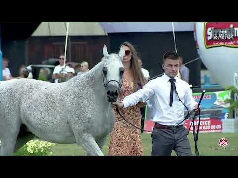 N 95 ZIGI ZANA   All Polish Arabian Horse Championship   Mares 10+ Years Old Class 10