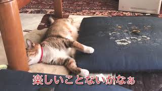 【うちのアイルー】アイルーの休日　業務外　プライベート映像