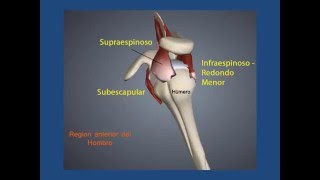 Manguito Rotador - Lo que un paciente debe saber
