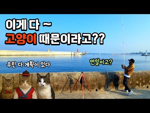 고양이가 오고부터 기이하게 어복이 터집니다