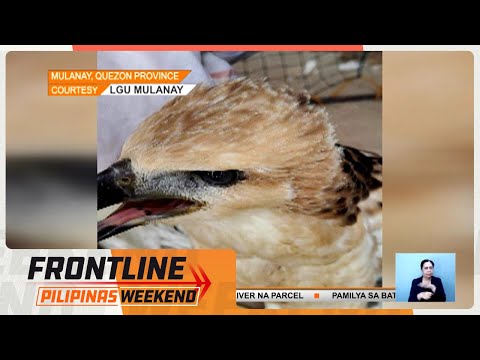 Sugatan na Philippine Eagle, natagpuan sa Quezon Frontline Weekend