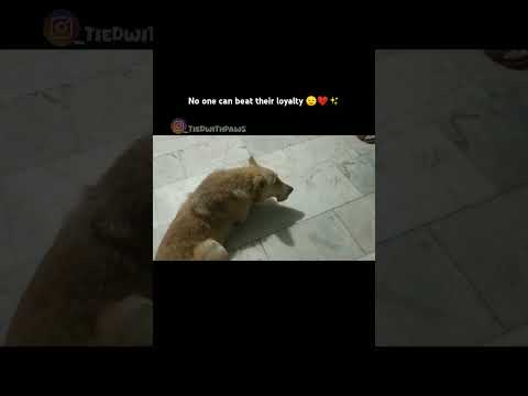 Noone can beat their loyalty❤|#ytshorts #streetdogshelp #streetdoglove #loyalty @Satinder-Sartaaj