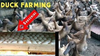 DUCK FARMING INTRODUCTION VIDEO