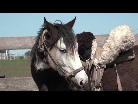 NATURAL DRESSAGE STEP BY STEP Marcelo (Chelo) Palacio