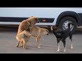 Xxx Fan Dog