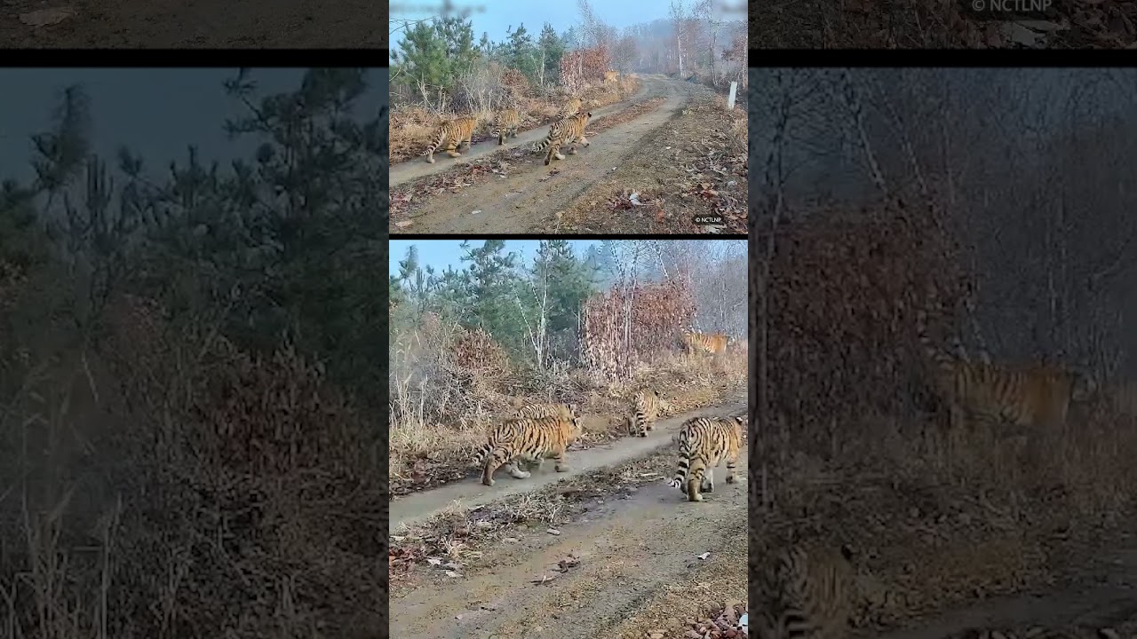 5 crias de tigre-da-sibéria