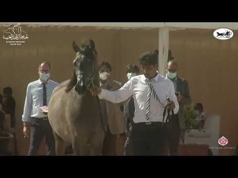 N 110 AJ FARAJ   7th Bahrain Breeders Show 2021   Colts 3 Years Old Class 8
