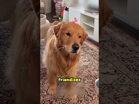 Ce chien avait le cœur brisé… jusqu’à l’arrivée de ce petit chiot ❤️ #shorts