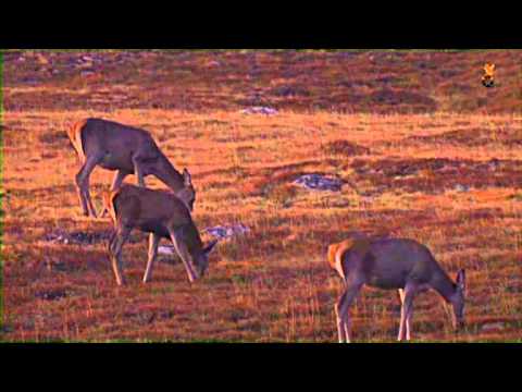 Rotwild (Teil 1: Die Hirschbrunft)