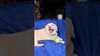 Video preview image #1 Mutt Puppy For Sale in Cuba, NY, USA
