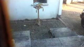 The things you see when you haven't got a gun.