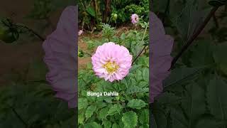Download lagu Pink dahlia flowers are starting to bloom #dahliaflowers #dahliaflowers #dahlia #gardening #flowe... mp3