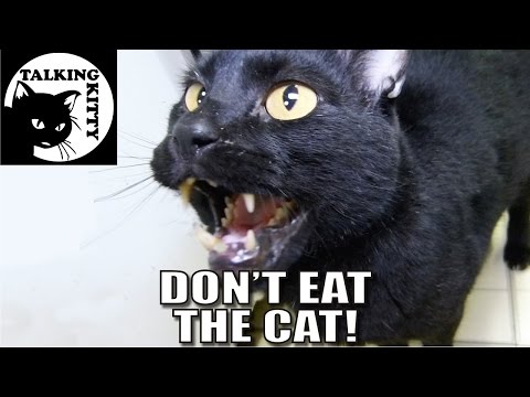 Talking Kitty 41 - Don't Eat The Cat