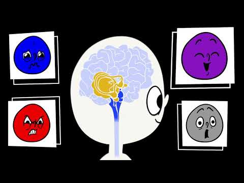 The Hand Model of the Brain