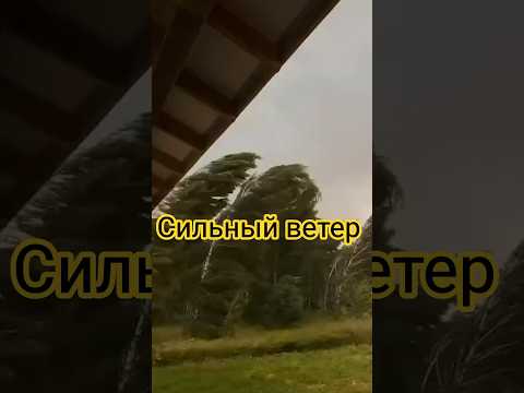 На воскресенье объявлен оранжевый уровень опасности из-за сильного ветра #новости #беларусь #погода