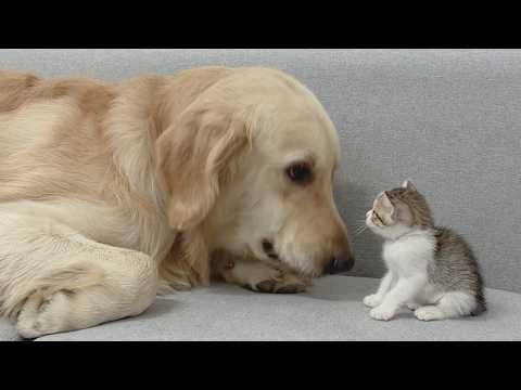 YouTube 썸네일