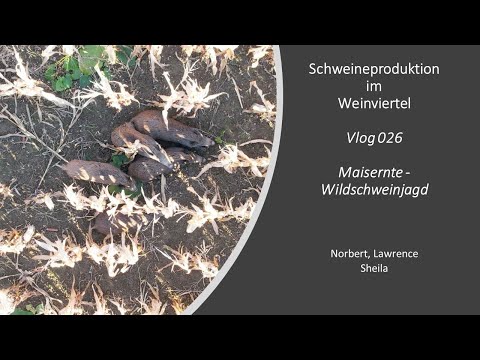 Vlog026 Maisernte - Wildschweinjagd