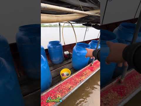 Así es el puerto de Puerto Rico, Caquetá 🌿🚤 #shorts