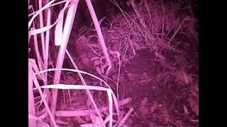 ダルマガエル観察ライブ20250822