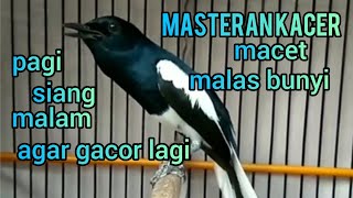 Download lagu masteran kacer macet malas bunyi agar gacor lagi d... mp3