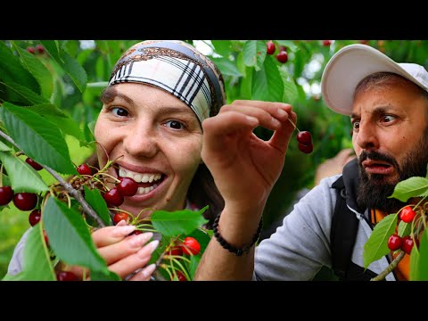 Petre și Mărioara: În goana după cireșe! 🍒