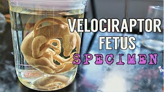 JURASSIC PARK | RAPTOR FETUS SPECIMEN