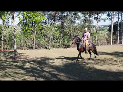 Quindim da Gaia,  3 anos  Dinamo do Conforto na Maravilha da Gaia