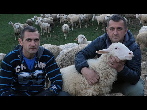 , title : 'Njemačke ovce obožavaju bosansku travu'
