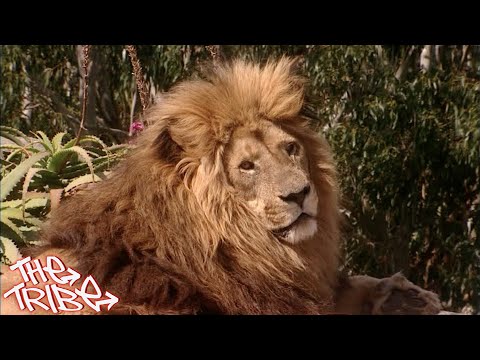 The Tribe - Season 5 - Episode 22 (Deutsch) (HD)