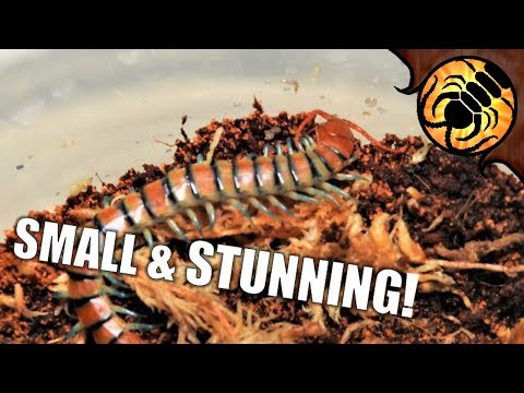 Stonožka tanzánijská (Scolopendra morsitans) — terárium, kŕmenie a správanie