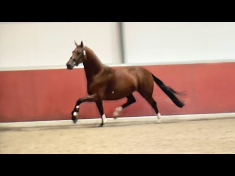 Novelty (Incognito x De Niro)