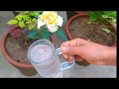 Best Plant Booster | npk fertilizer | how to get more flowers |
