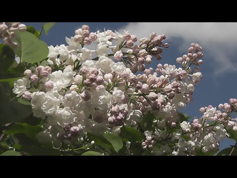 Главный Ботанический сад. Сиреневый вальс