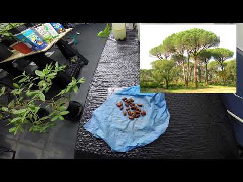 Grow A Stone Pine Tree From Seed In Cold Climate (1 Month)