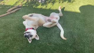 Video preview image #1 German Shepherd Dog-Unknown Mix Puppy For Sale in San Jose, CA, USA