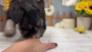 ミニチュアシュナウザーの動画01