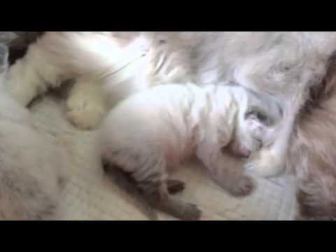 Cuccioli siberiani Le Terre Selvagge