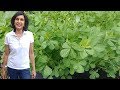 How to Grow Fenugreek or Methi Greens (with actual results) How to Grow Fenugreek or Methi Greens (with actual results)