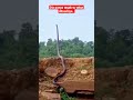 King Cobra Tegak Berdiri Menanti Mangsa ️ Short