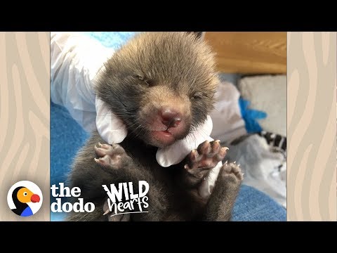 download lagu mp3 mp4 Little Baby Fox, download lagu Little Baby Fox gratis, unduh video klip Little Baby Fox