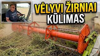 VĖLYVŲ ŽIRNIŲ KŪLIMAS ! 🚜 Kaip sekasi šių metų darbai?