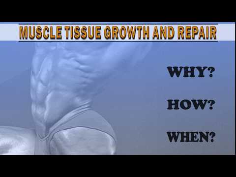 MUSCLE TISSUE GROWTH and REPAIR: Part 1