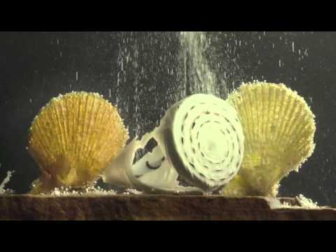 A Corrida Contra a Extinção (documentário) - Trailer Original