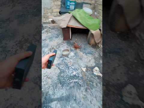 طيور اخوي خبلني بس يتعاركن😂😨 #shorts