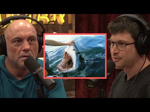 Scary Shark Attack Stories | Joe Rogan & Bob Gymlan