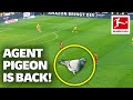 Secret Mission in Der Klassiker: The Return of Agent Pigeon!