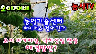 오이재배, 농업기술센터 바이러스 검사 결과, 오이 바가지잎, 낙하산잎 현상 해결방안?[농사TV]